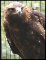 Golden Eagle